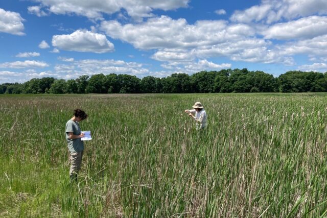 Two scientists take biomass samples in a large grass field.
