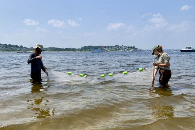 Two scientists stand in knee deep water holding a net between them.