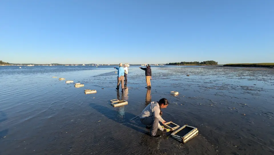 Soft-shell clam recruitment boxes spread out across mudflats.