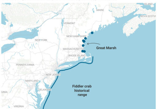 A map showing the historical range of fiddler crabs from Virginia through the southern coast of Cape Cod and the recent sightings of fiddler crabs along the northern coast of Massachusetts and New Hampshire.
