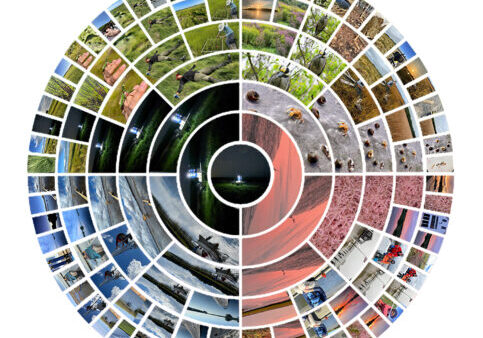 marsh-madness-pie-final-1