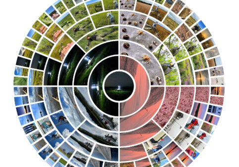 marsh-madness-pie-final